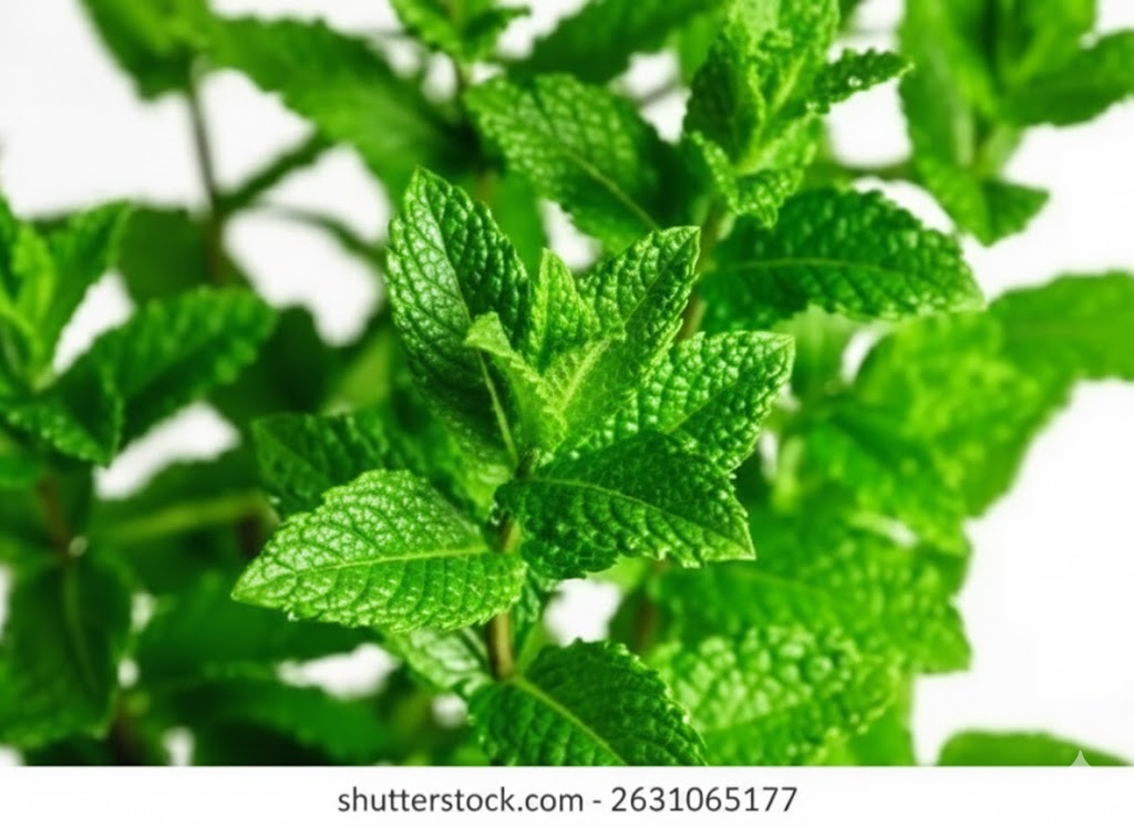 Menthe Verte
